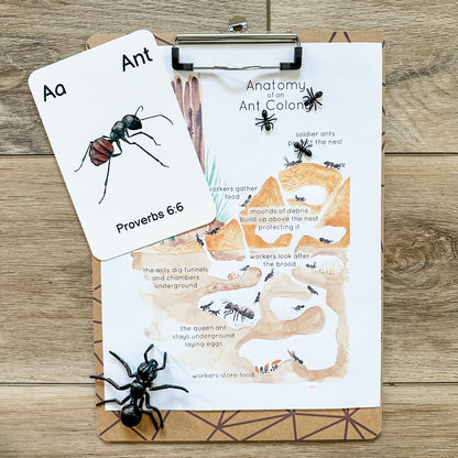 A to Z Scripture Literacy Cards