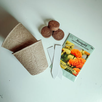 Seed and Ground Classroom Activity Kit